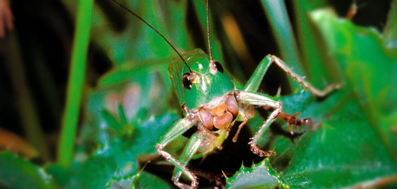 Missverständnis des Tages: Warzenbeißer
