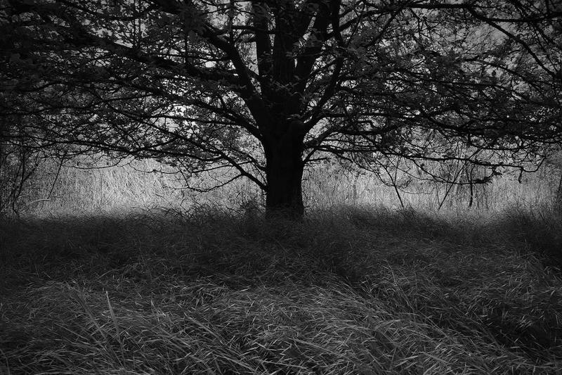 The West is facing five fearsome new giants