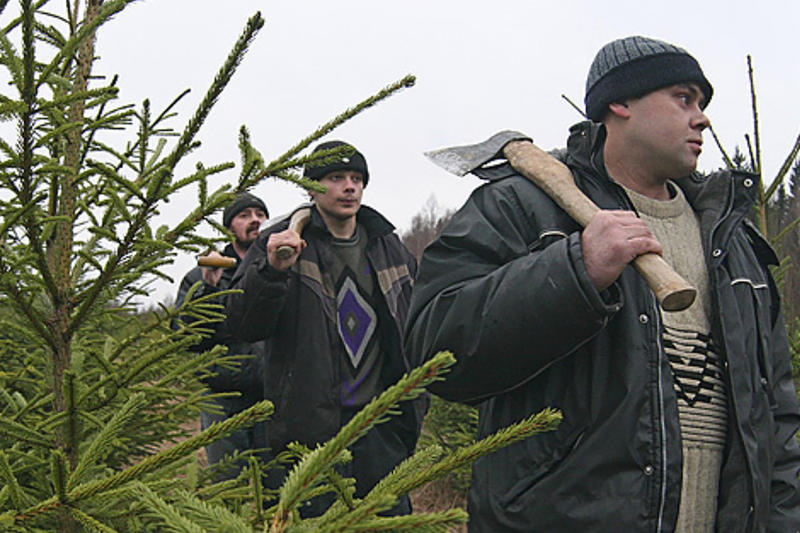 Юрист предупредила, чем грозит незаконное присвоение новогоднего деревца в лесу