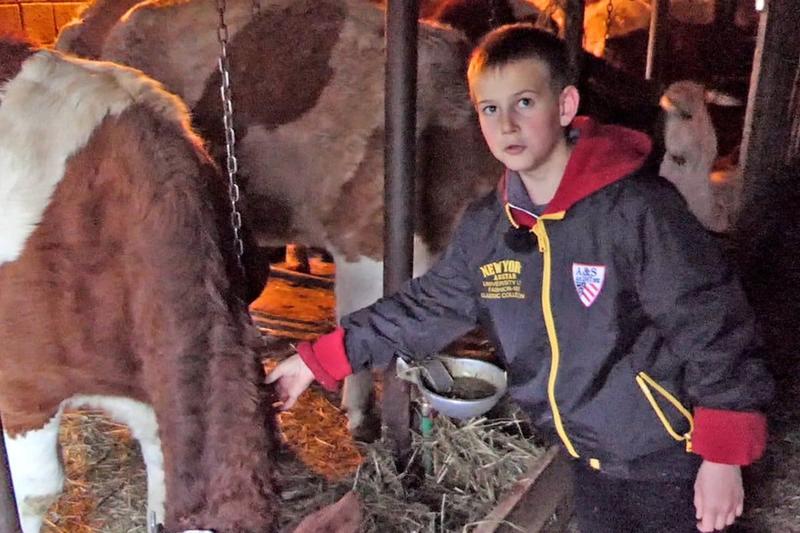 Jedanaestogodišnji Asim iz Donjeg Vakufa odrastao među kravama: Dječak koji ne traži ništa moderno (VIDEO)