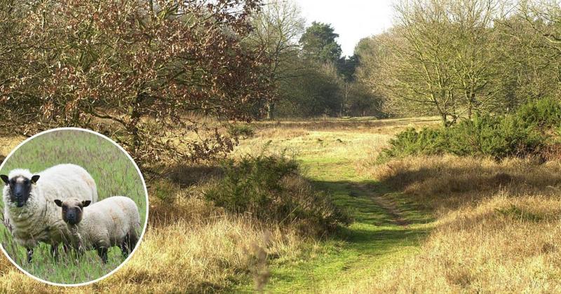 Grazing sheep mauled to death at beauty spot