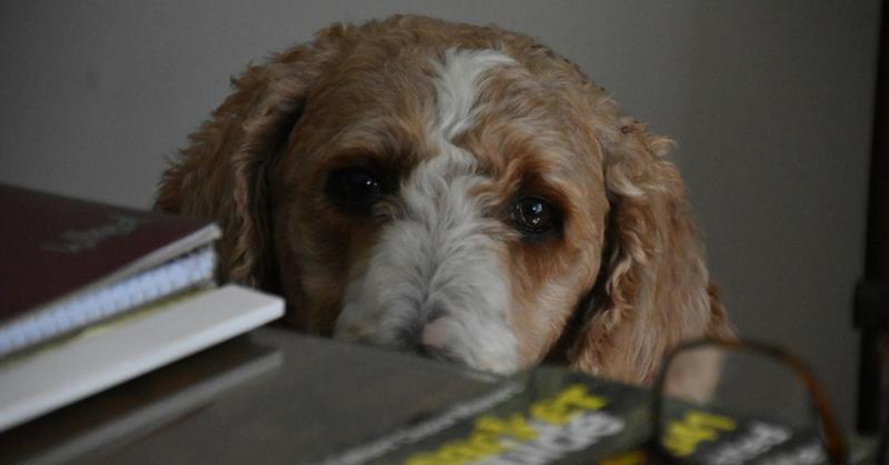 The New College Version of 