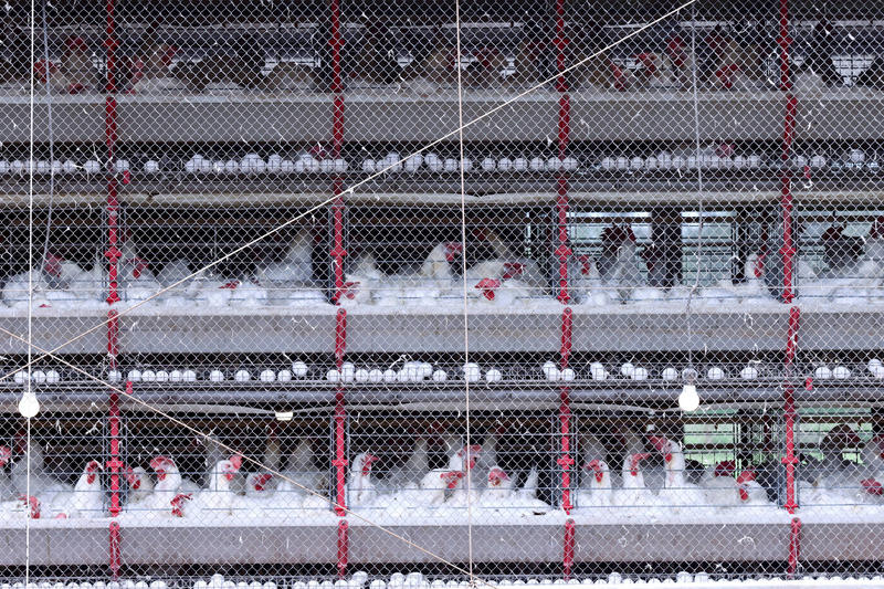 Perspectiva para 2026 repete o cenário de preço acomodado das carnes deste ano