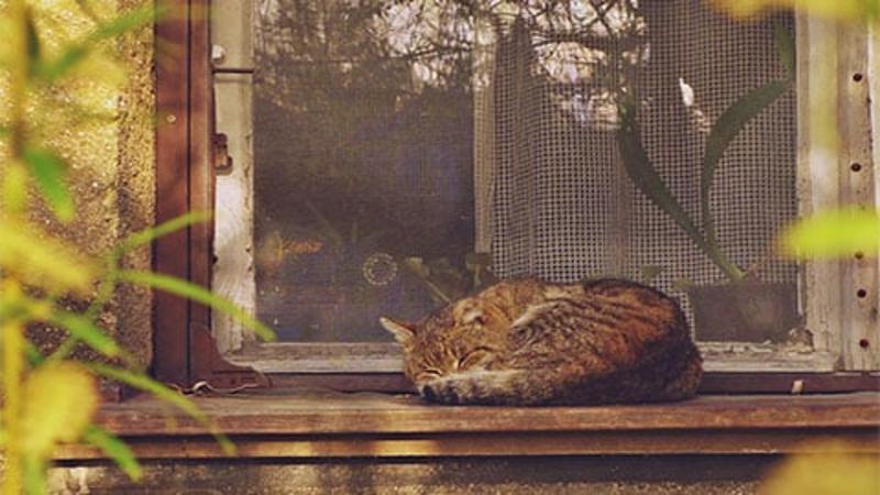 O totalitarizmu, lažima…