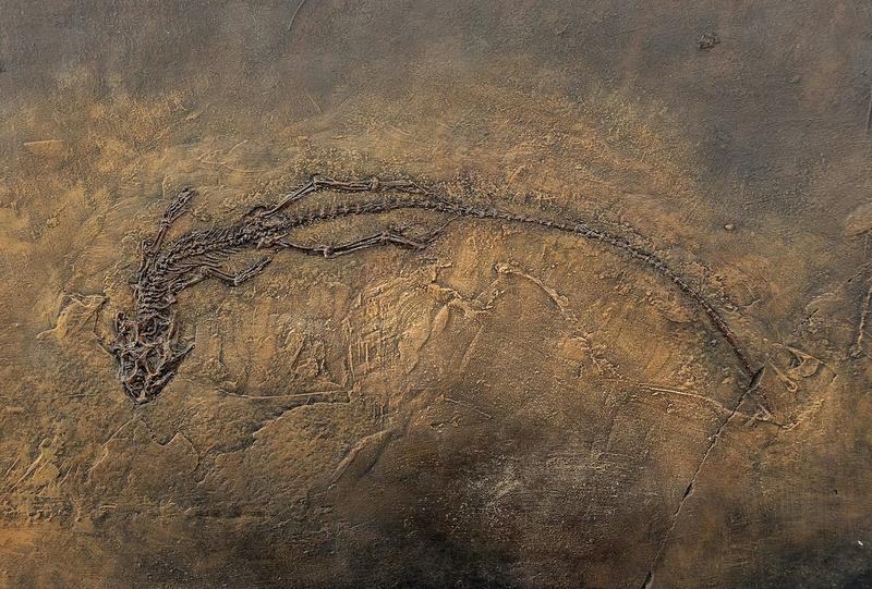 L’« effet Lazare », ou quand certains êtres vivants ressurgissent après des millions d’années