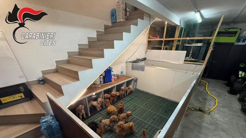 Parete, 38 cani e 5 gatti allevati nella sporcizia e rinchiusi al buio in un garage: struttura sequestrata