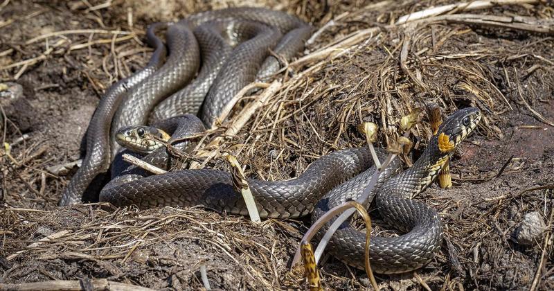 Invazija otrovnica na popularnim plažama, ljudi šalju snimke: 'Ne dirajte ih'