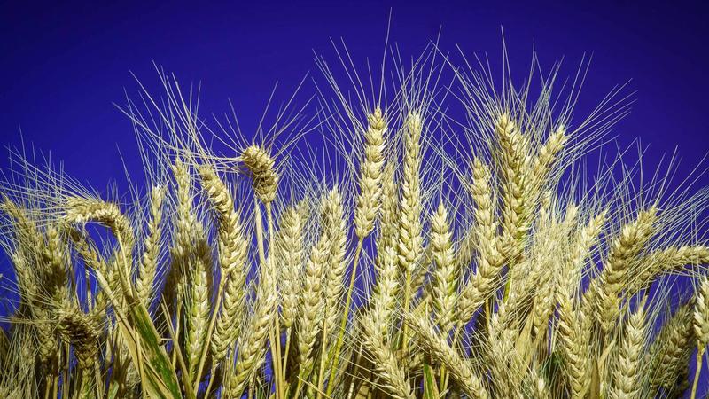 Kennzeichnung für einige Gentechnik-Lebensmittel fällt weg : Gleiches wird nun endlich gleich benannt