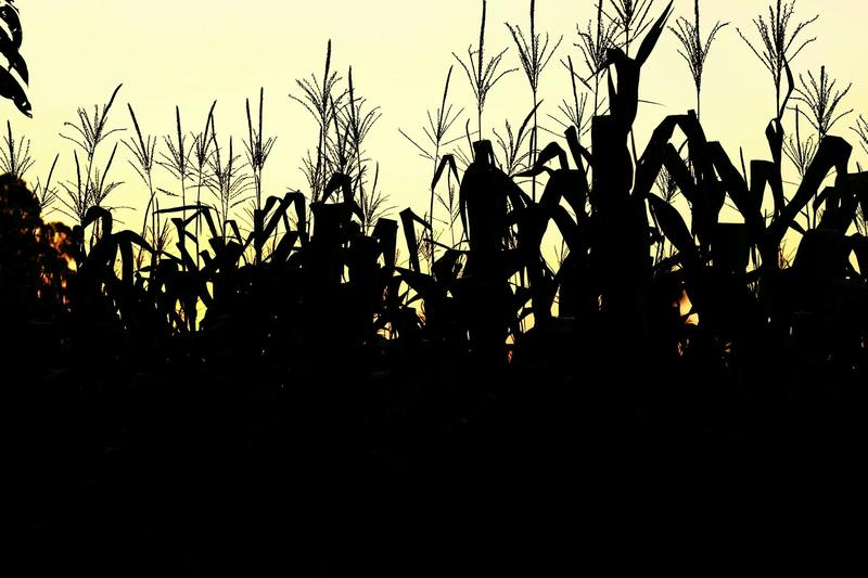 Climate change is affecting your food – and not in your favour