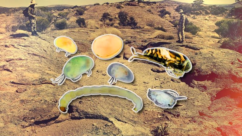 Meet the weird, wonderful creatures that live in Australia’s desert water holes. They might not be there much longer