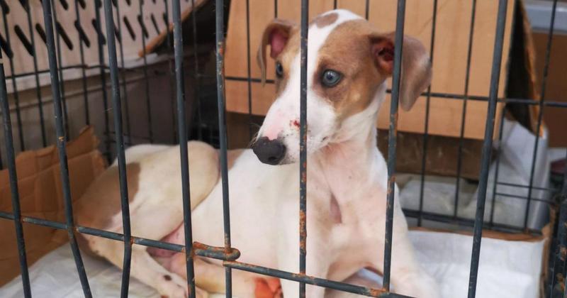 Greyhound puppy beaten by previous owner looking for home Greyhound puppy beaten by previous owner looking for home