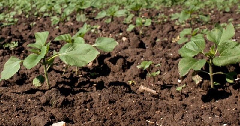 Συμφωνία στην ΕΕ για την ανάπτυξη νέας γενιάς γενετικά τροποποιημένων φυτών στη γεωργία