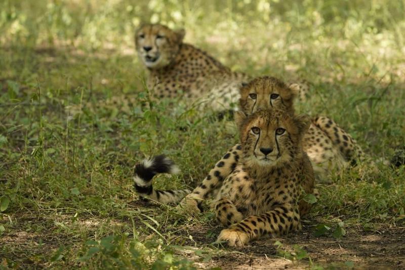 PM Modi marks International Cheetah Day, but questions linger over fastest cat’s survival in India