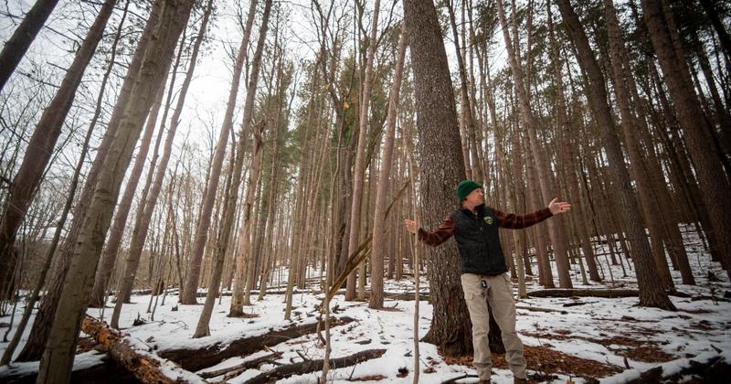 Letter: County forest plan is respectful of nature Letter: County forest plan is respectful of nature