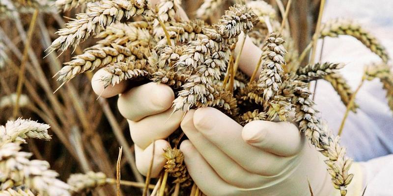 Wir brauchen keine Angst vor Genen – und keine Politik, die solche schürt Wir brauchen keine Angst vor Genen – und keine Politik, die solche schürt