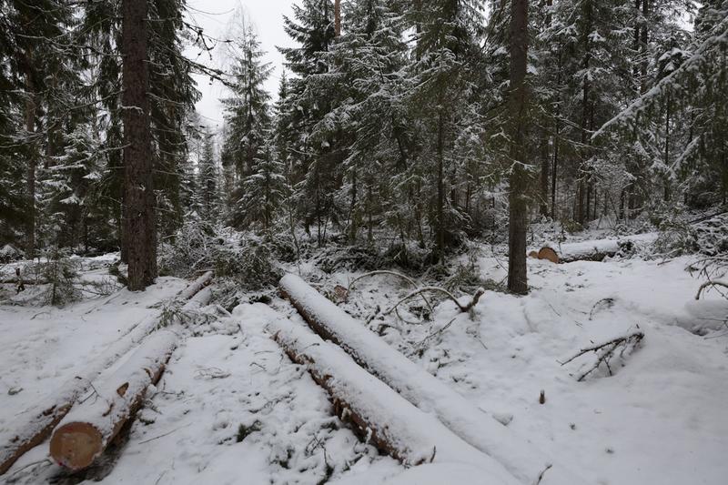 Talous | Yliö: Metsää ei kannata hoitaa kuin odottaisi hyvän haltijan saapumista Talous | Yliö: Metsää ei kannata hoitaa kuin odottaisi hyvän haltijan saapumista