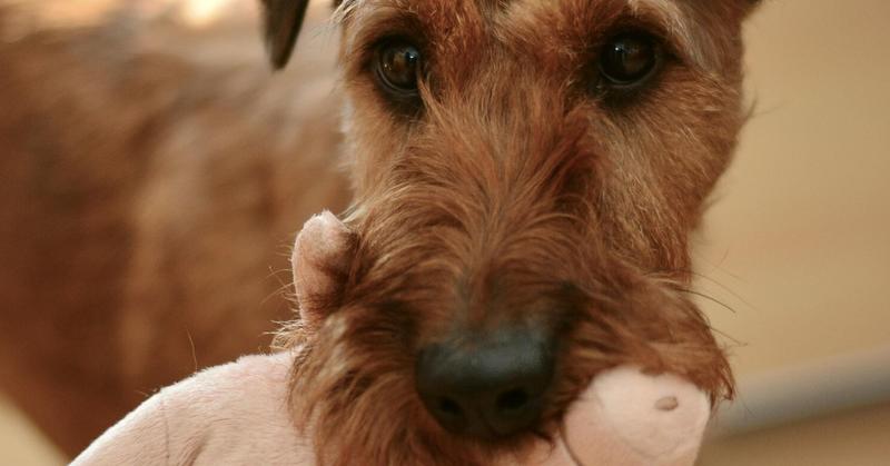 Those “Cute” Animal Videos Aren’t So Cute After All