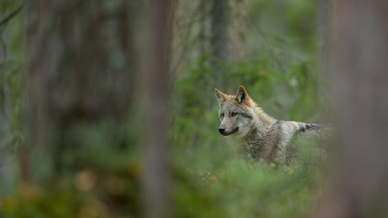 Should lynx and wolves be reintroduced to Britain and Ireland? Young people have mixed feelings