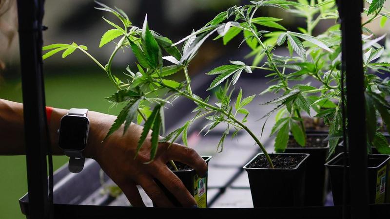 La manovra si blocca sulla cannabis. FdI presenta e ritira l’emendamento