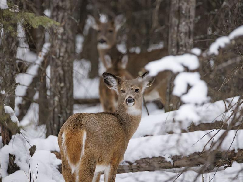 On the Road: Strange whitetails