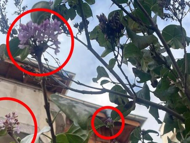 Люляк цъфна предколедно в Бургас, даже замириса