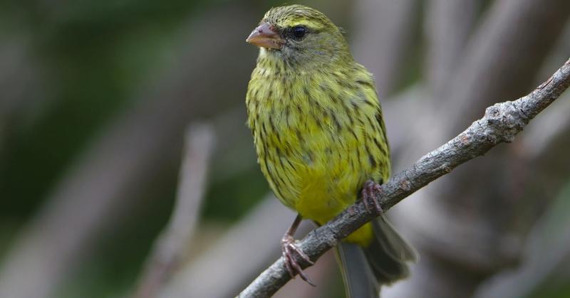 The ADHD Canary in the Corporate Coal Mine
