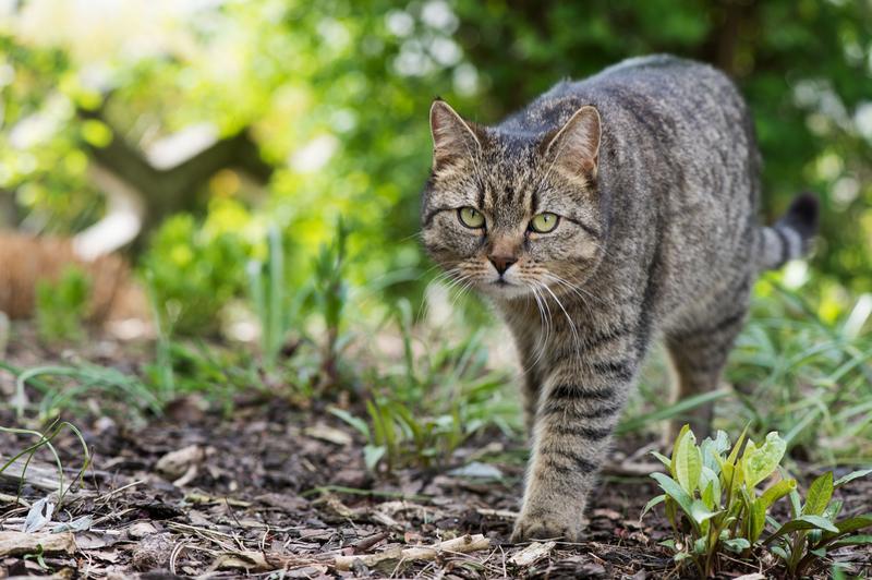 Warum die Tierärzte und Ärztinnen zu Recht eine Chip-Pflicht für alle Katzen und eine Kastration von Streunern fordern Warum die Tierärzte und Ärztinnen zu Recht eine Chip-Pflicht für alle Katzen und eine Kastration von Streunern fordern