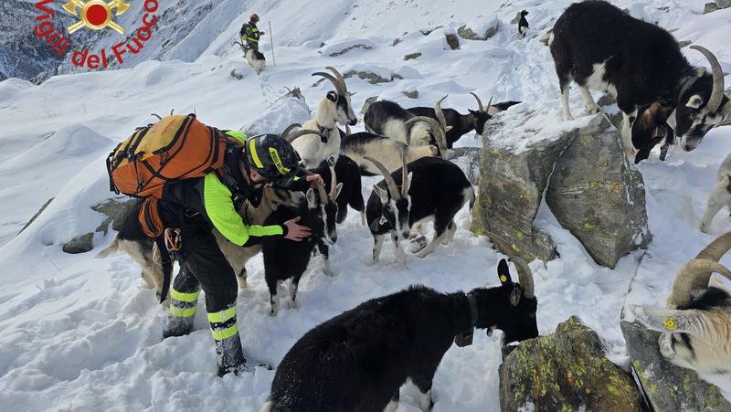 Dosso del Liro, capre in fuga dai lupi: il gregge dell’allevatrice 19enne ritrovato a quota 2.500 metri