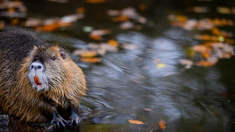 Allarme nutrie, Regione Lombardia finanzia tre provincie per il contenimento