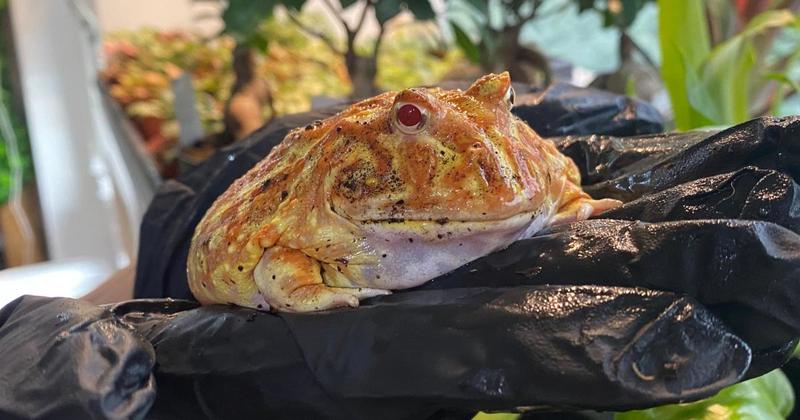 Albino Pac-Man frog called Pizza Roll looking for loving home