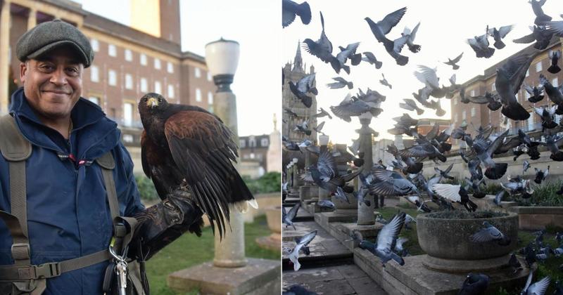 City's new pigeon scarer calls for people to stop feeding birds at the market City's new pigeon scarer calls for people to stop feeding birds at the market