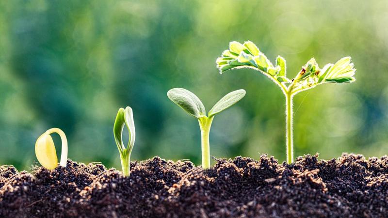 Opinion | A Year Of Quiet But Consequential Victories For Soil & A Missed Opportunity at COP30