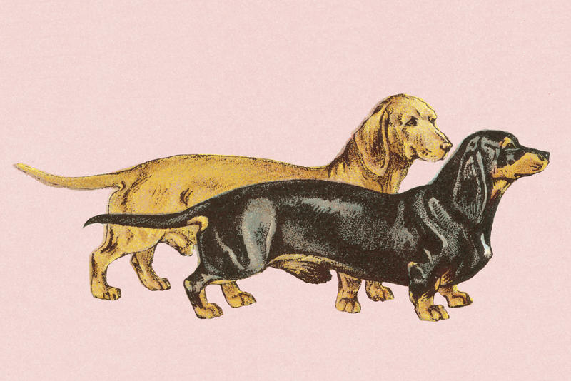 My Purebred Dachshund Is My White Privilege My Purebred Dachshund Is My White Privilege