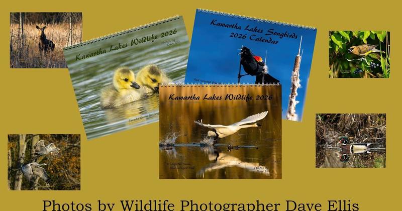 Looking ahead to the new year