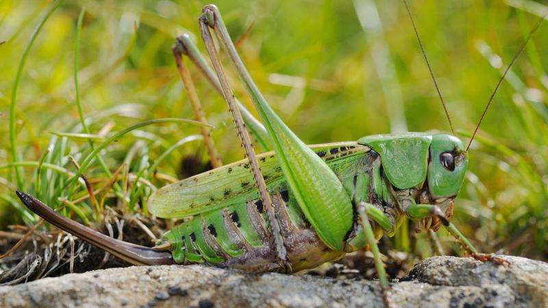 Der Warzenbeißer hätte nie Insekt des Jahres werden dürfen