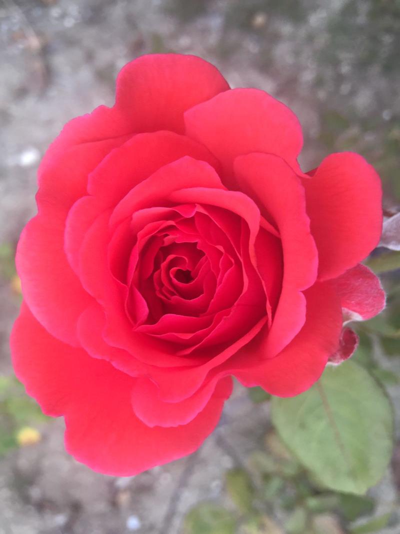 ‘Senin Kokundan Yahşi Gül-ü Reyhan Bitmeye’ ‘Senin Kokundan Yahşi Gül-ü Reyhan Bitmeye’