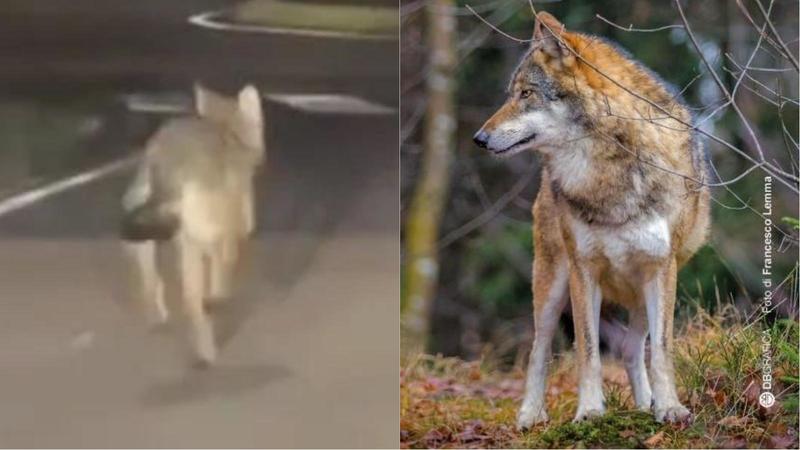 Faccia a faccia col lupo: ragazza nel terrore