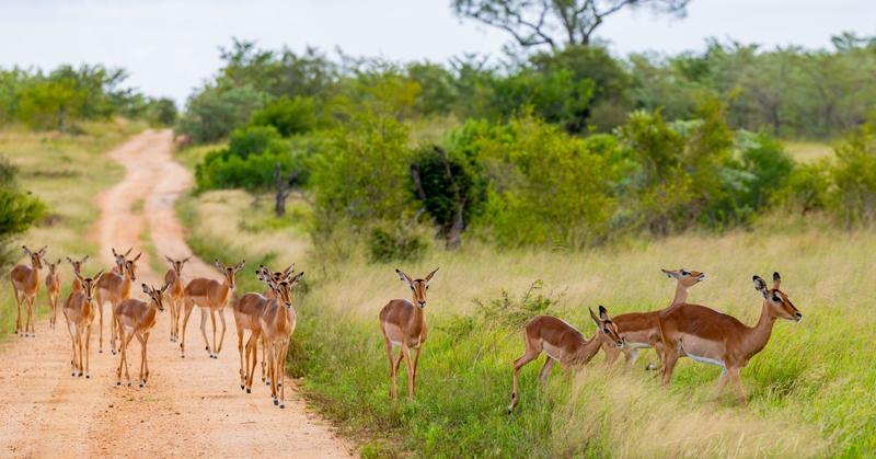 A Heartfelt Invitation to Connect Emotionally with Wildness A Heartfelt Invitation to Connect Emotionally with Wildness