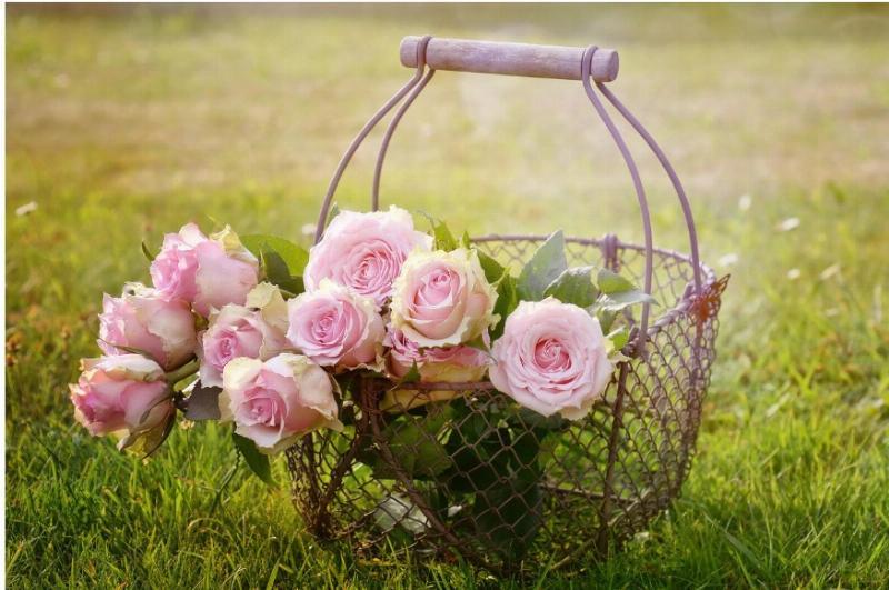 Patience as Roses in the Age of Instant Expectation Patience as Roses in the Age of Instant Expectation