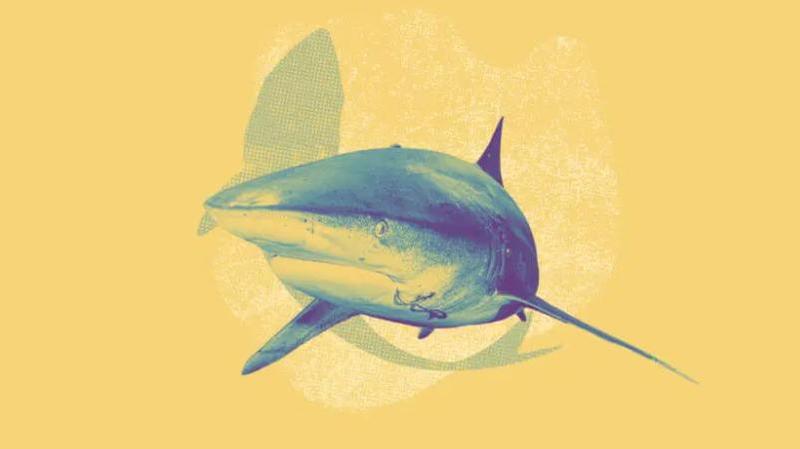 Dalla parte degli squali del Mediterraneo: cosa prevedono due nuovi storici accordi