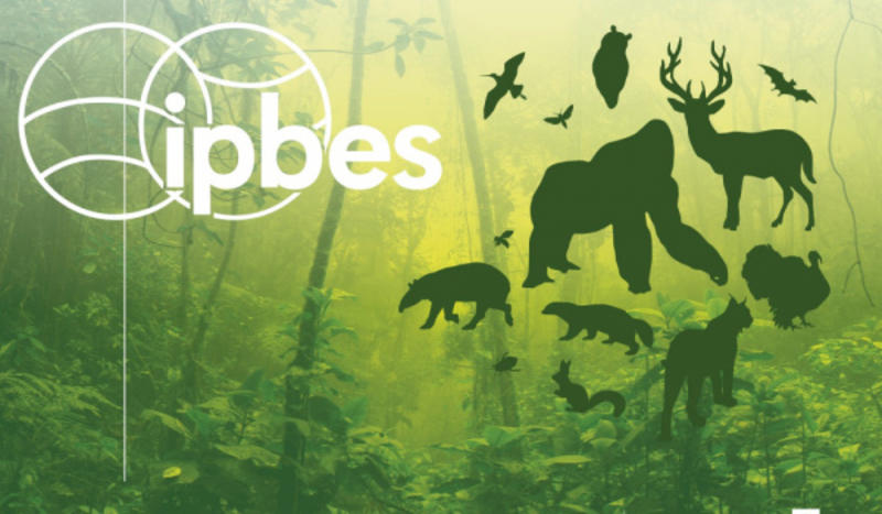 Alerta de Ipbes: Las empresas afectan a la naturaleza de la que dependen