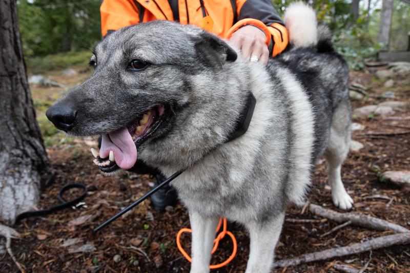 Erä | Vierailin metsästyskoirien kokeissa ja tajusin monet luuloni vääriksi Erä | Vierailin metsästyskoirien kokeissa ja tajusin monet luuloni vääriksi