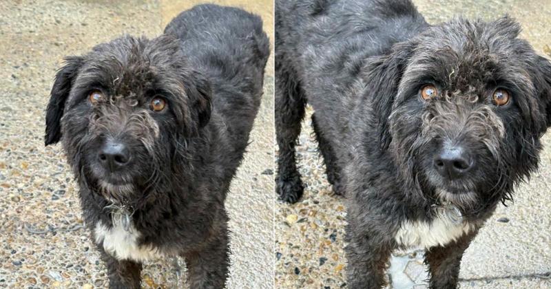 Mistreated dog who once feared people is ready for new home in Norfolk Mistreated dog who once feared people is ready for new home in Norfolk