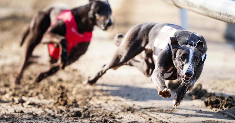 Senedd committee report highlights concerns about racing greyhounds Senedd committee report highlights concerns about racing greyhounds