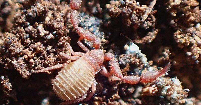 Bizarre alien-like creature found in Norwich marshland Bizarre alien-like creature found in Norwich marshland