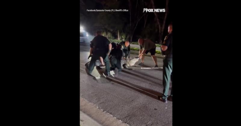 Τεράστιος αλιγάτορας προκάλεσε διακοπή κυκλοφορίας στη Φλόριντα Τεράστιος αλιγάτορας προκάλεσε διακοπή κυκλοφορίας στη Φλόριντα