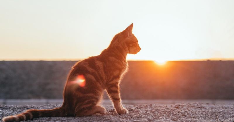 Ηράκλειο: Τροχαίο ατύχημα με μηχανή εξαιτίας... μίας γάτας Ηράκλειο: Τροχαίο ατύχημα με μηχανή εξαιτίας... μίας γάτας