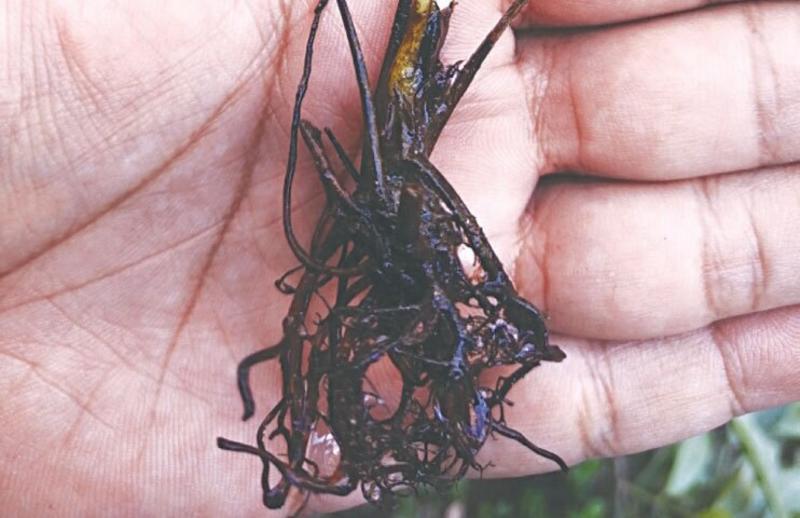 GARDENING: GOING WILD FOR STRAWBERRIES GARDENING: GOING WILD FOR STRAWBERRIES