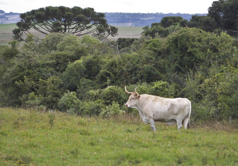 Politiikka | Lukijalta: EU:n metsäkatoasetus on jo nyt parantanut jäljitettävyyttä – ja siksi se pitää panna toimeen Politiikka | Lukijalta: EU:n metsäkatoasetus on jo nyt parantanut jäljitettävyyttä – ja siksi se pitää panna toimeen