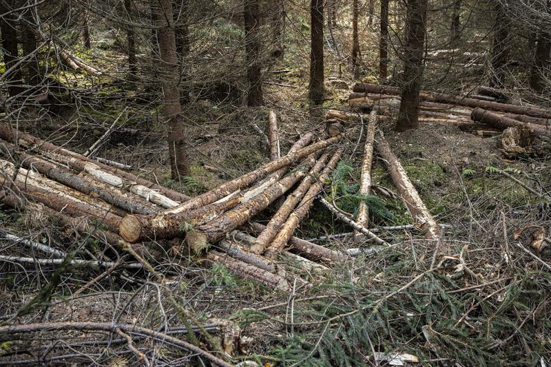 Ympäristö | Lukijalta: Metsäsertifiointi on metsänomistajalle turha kustannus, joka ei tuota lisäeuroja Ympäristö | Lukijalta: Metsäsertifiointi on metsänomistajalle turha kustannus, joka ei tuota lisäeuroja